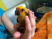 Аратинга Сонячний - VDALA.PRO - 4