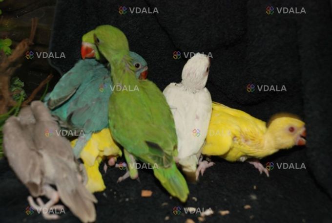 Ожереловий або намистовий папуга. Пташенята - вигодованці Ожереловий або намистовий папуга. Пташенята - вигодованці - VDALA.PRO