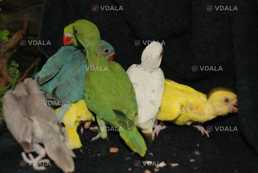 Ожереловий або намистовий папуга. Пташенята - вигодованці - VDALA.PRO