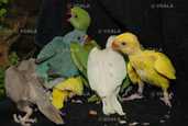 Ожереловий або намистовий папуга. Пташенята - вигодованці - 5 Ожереловий або намистовий папуга. Пташенята - вигодованці - VDALA.PRO - 5