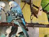 Хвилясті папуги, чехи, напівчехи та інші - 1 Хвилясті папуги, чехи, напівчехи та інші - VDALA.PRO - 1