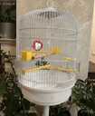 Продам итальянскую клетку для попугаев Ferplast Regina с подставкой - 2 Продам итальянскую клетку для попугаев Ferplast Regina с подставкой - VDALA.PRO - 2