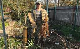 Саджанці винограду (Харків) - VDALA.PRO