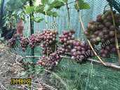 Саджанці винограду (Харків) - VDALA.PRO - 7