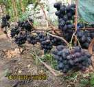 Саджанці винограду (Харків) - VDALA.PRO - 9