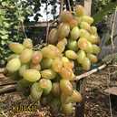 Саджанці винограду (Харків) - VDALA.PRO - 10