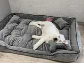 Лежанки для собак и кошек - 1 Лежанки для собак и кошек - VDALA.PRO - 1