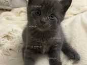 котики в добрі руки - VDALA.PRO - 1