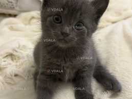 котики в добрі руки - VDALA.PRO