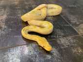 Пітон регіус. Шикарна пропозиція для фотосесії - VDALA.PRO - 1