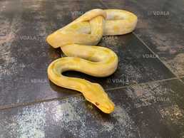 Пітон регіус. Шикарна пропозиція для фотосесії - VDALA.PRO