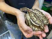 Пітон регіус. Шикарна пропозиція для фотосесії - VDALA.PRO - 2