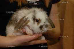 Декоративні вислоухі кроленята - VDALA.PRO