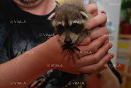 Єноти квартирного утримання - VDALA.PRO