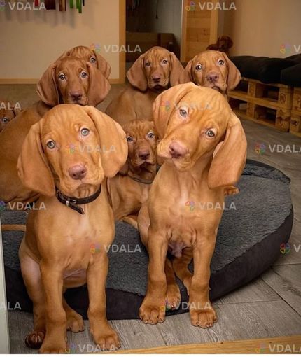 Вижла або Угорська лягава Вижла або Угорська лягава - VDALA.PRO