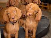 Вижла або Угорська лягава - 1 Вижла або Угорська лягава - VDALA.PRO - 1