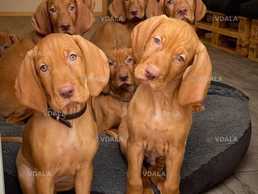 Вижла або Угорська лягава - VDALA.PRO