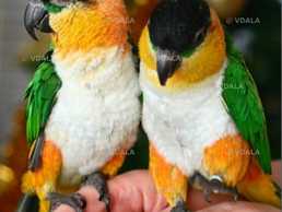 Каїки ручні папуги для роозмови - VDALA.PRO