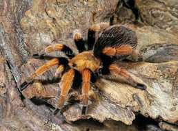 Павуки птахоїди та інші види - VDALA.PRO