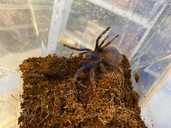 Павуки птахоїди та інші види - VDALA.PRO - 3