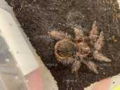 Павуки птахоїди та інші види - VDALA.PRO - 6