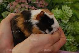 Морські свинки. Різні породи - VDALA.PRO