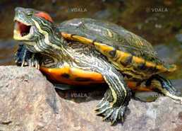 Червоновухі черепахи - VDALA.PRO