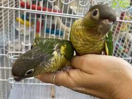 Птенцы пирруры. Выкрормыши. Птенцы и подростки - VDALA.PRO