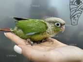 Птенцы пирруры. Выкрормыши. Птенцы и подростки - VDALA.PRO - 4