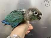 Птенцы пирруры. Выкрормыши. Птенцы и подростки - VDALA.PRO - 5