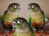 Птенцы пирруры. Выкрормыши. Птенцы и подростки - VDALA.PRO - 6