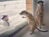 Щенки сурикаты - VDALA.PRO - 2