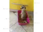 Щенки сурикаты - VDALA.PRO - 3