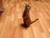 Щенки сурикаты - VDALA.PRO - 4