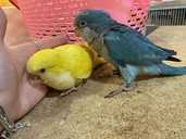 Папуга ченець. Монах. Квакер. - VDALA.PRO - 1