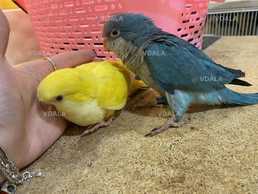 Папуга ченець. Монах. Квакер. - VDALA.PRO