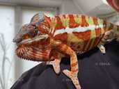 Пантеровий хамелеон - VDALA.PRO - 3