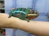 Пантеровий хамелеон - VDALA.PRO - 5