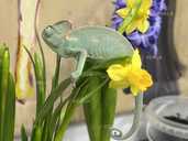 Йеменський хамелеон - VDALA.PRO - 1