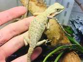 Бородата агама - VDALA.PRO - 1