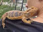 Бородата агама - VDALA.PRO - 4