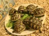 Ручные сухопутные черепахи - VDALA.PRO - 1