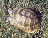 Ручные сухопутные черепахи - VDALA.PRO - 2