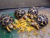 Ручные сухопутные черепахи - VDALA.PRO - 3