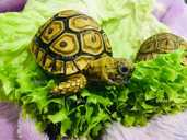 Ручные сухопутные черепахи - VDALA.PRO - 4