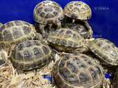Ручные сухопутные черепахи - VDALA.PRO - 5