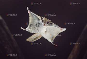 Цукровий поссум (білка-летяга) Цукровий поссум (білка-летяга) - VDALA.PRO