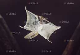 Цукровий поссум (білка-летяга) - VDALA.PRO