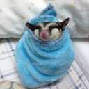 Цукровий поссум (білка-летяга) - VDALA.PRO - 4