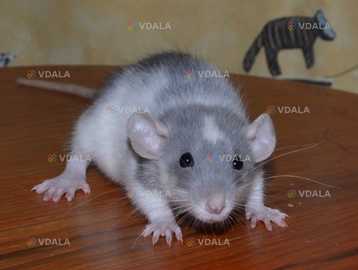 Ручні декоративні щурики Ручні декоративні щурики - VDALA.PRO